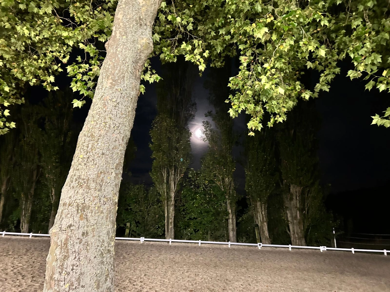 Reitsportzentrum Lichtenholz e. V. – Abendliches Turnier