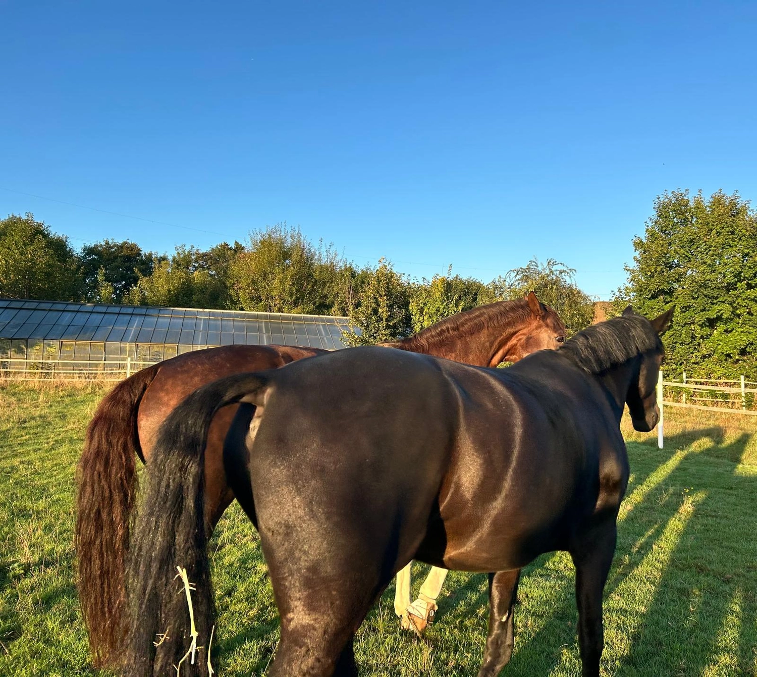 Reitsportzentrum Lichtenholz e. V. – Pferdehaltung