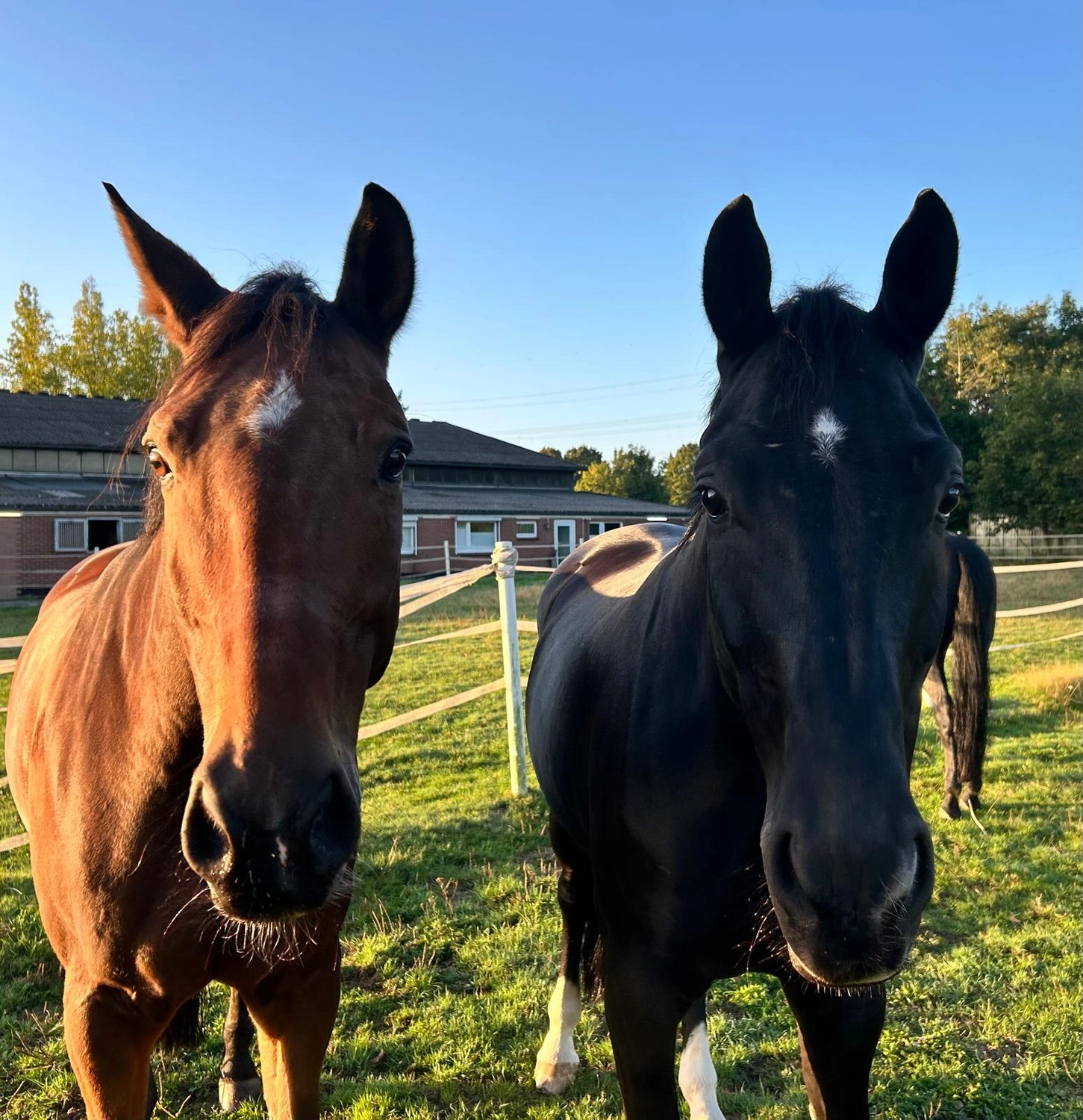 Reitsportzentrum Lichtenholz e. V. – Pferdehaltung