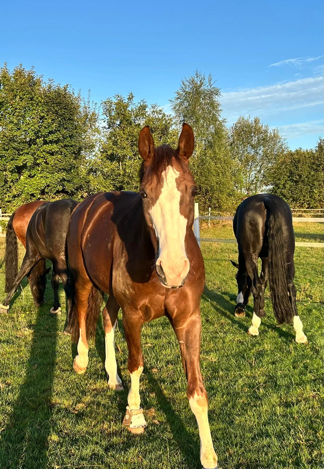 Reitsportzentrum Lichtenholz e. V. – Pferdehaltung