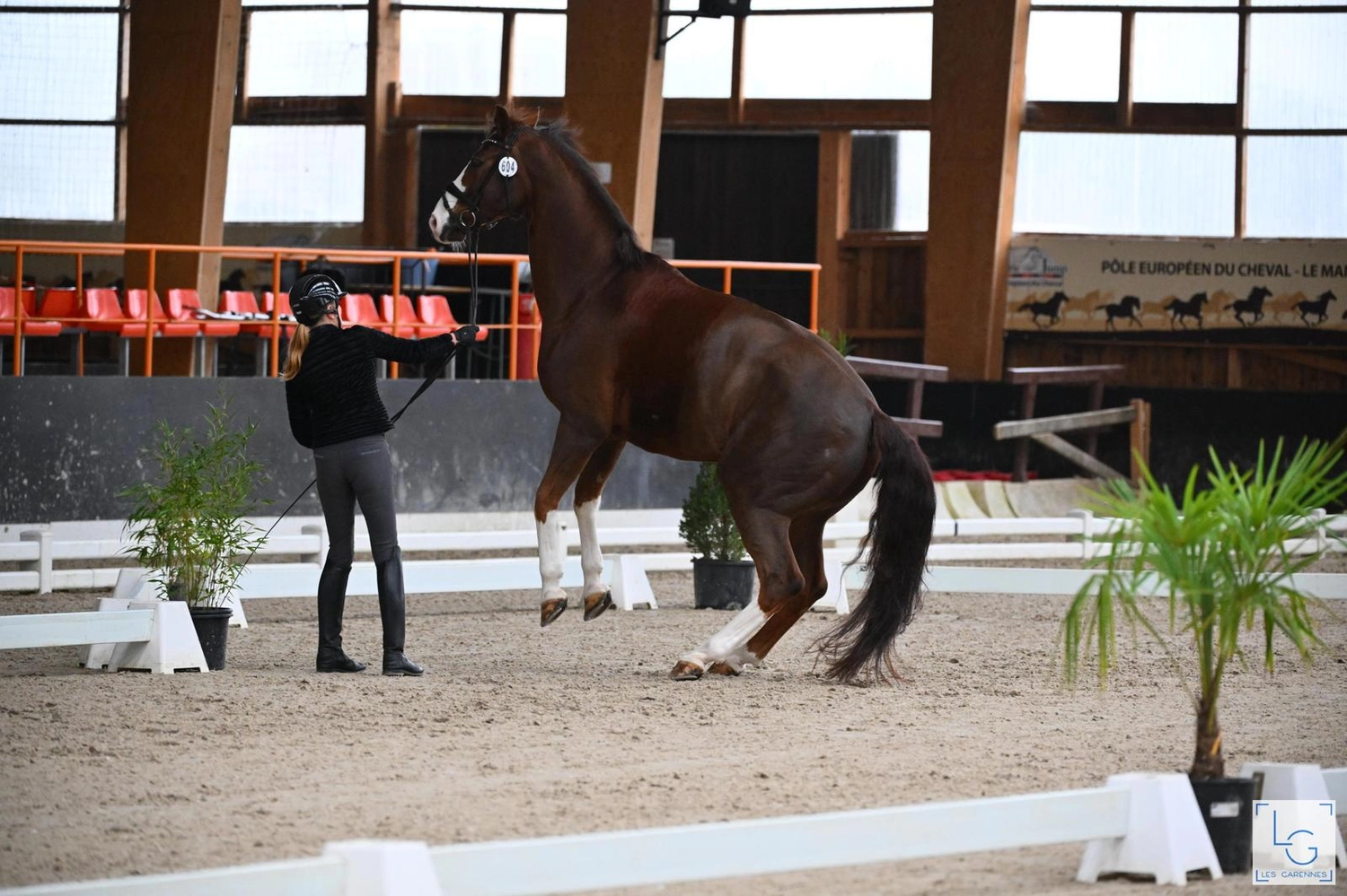 Reitsportzentrum Lichtenholz e. V. – Cornelia Dyhr