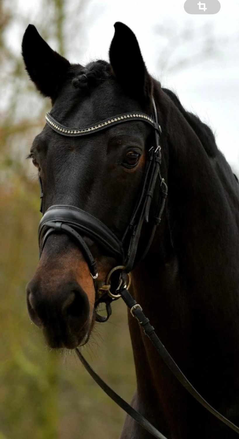 Reitsportzentrum Lichtenholz e. V. – Pferd Loxley