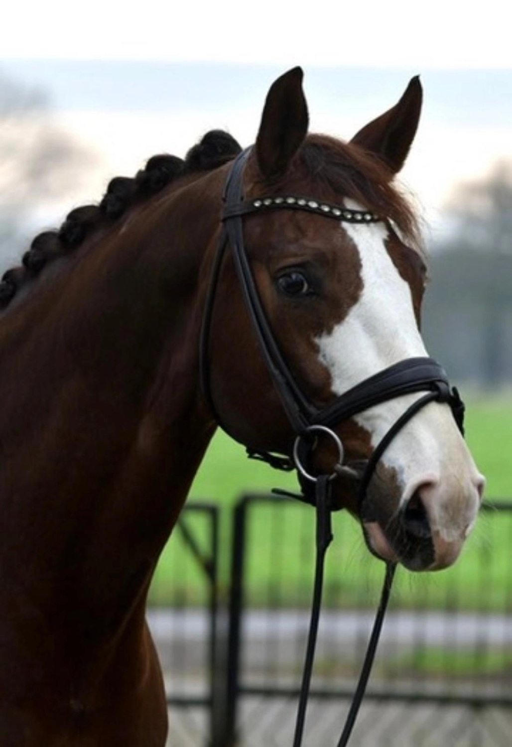Reitsportzentrum Lichtenholz e. V. – Pferd Summerville