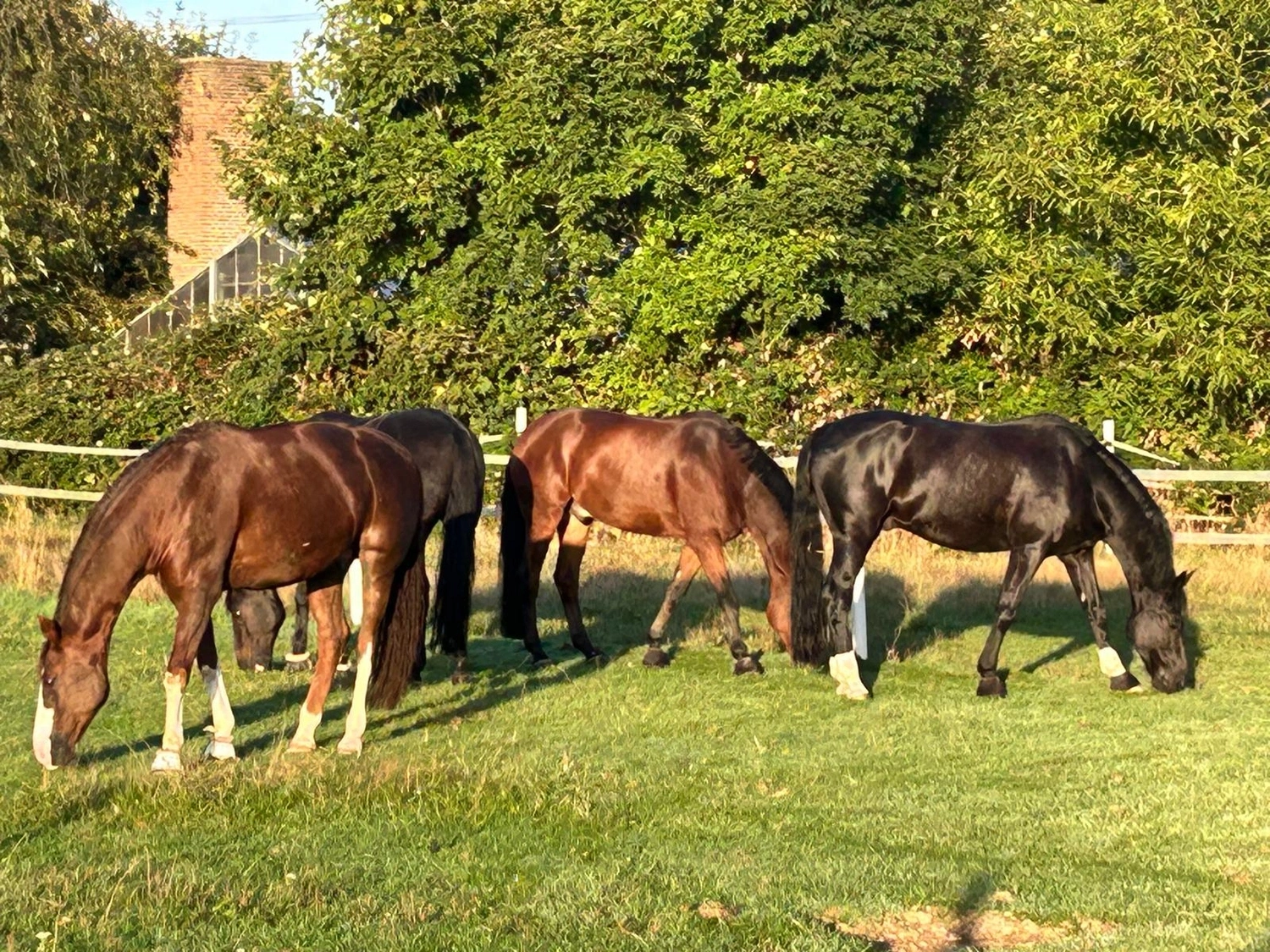 Reitsportzentrum Lichtenholz e. V. – Pferdehaltung