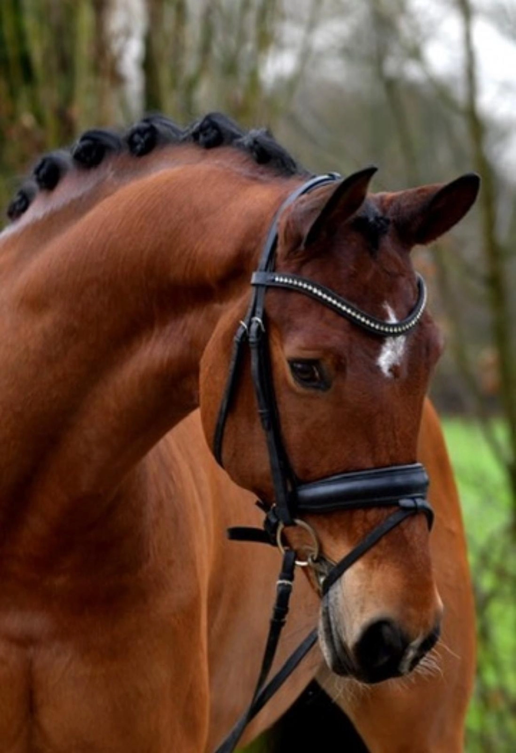 Reitsportzentrum Lichtenholz e. V. – Pferd Don Corleone