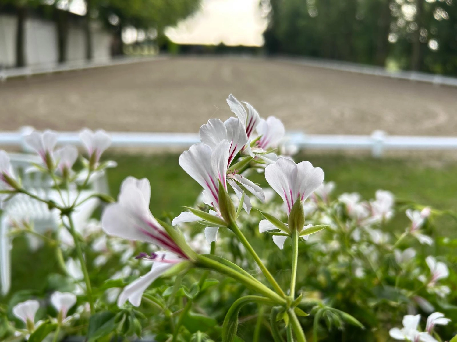 Reitsportzentrum Lichtenholz e. V. – Blumen