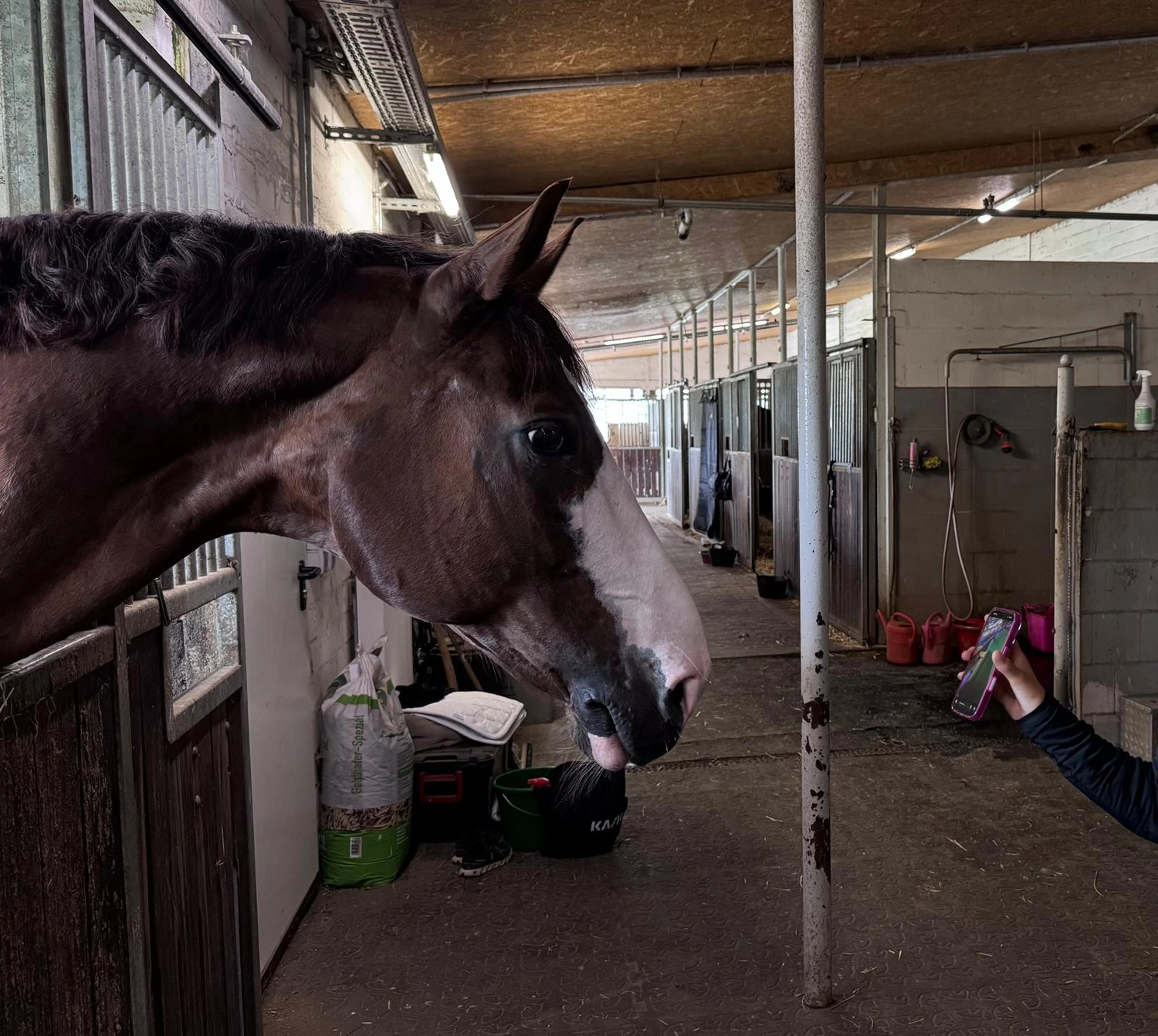 Reitsportzentrum Lichtenholz e. V. – Pferd im Stall